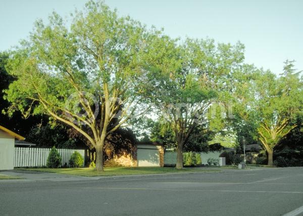 Green blooms; Deciduous; Broadleaf; North American Native