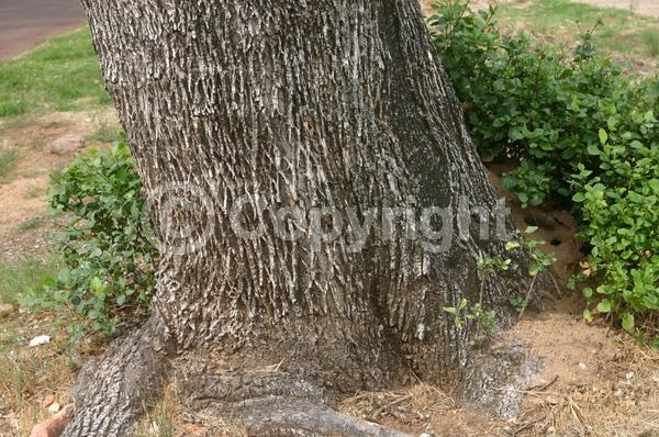 Green blooms; Deciduous; Broadleaf; North American Native