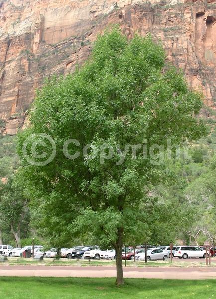 Green blooms; Deciduous; Broadleaf; North American Native