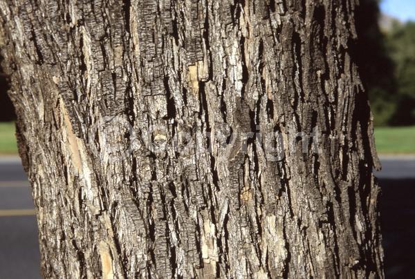 Green blooms; Deciduous; Broadleaf; North American Native