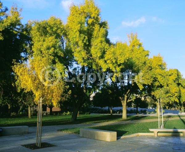 Green blooms; Deciduous; Broadleaf; North American Native