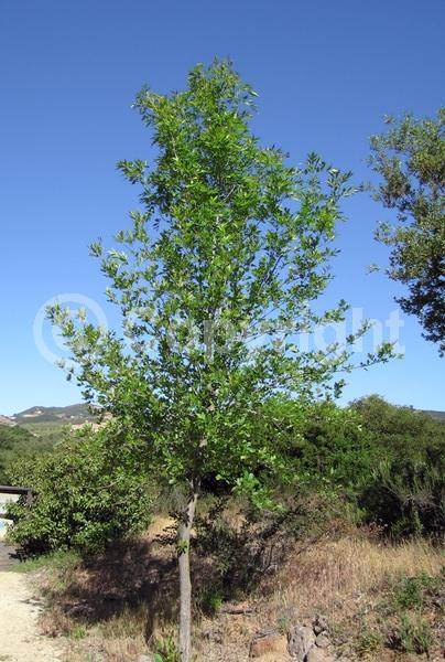 Green blooms; Deciduous; Broadleaf; North American Native