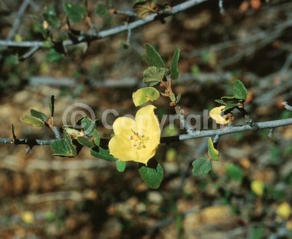 Yellow blooms; Evergreen; North American Native