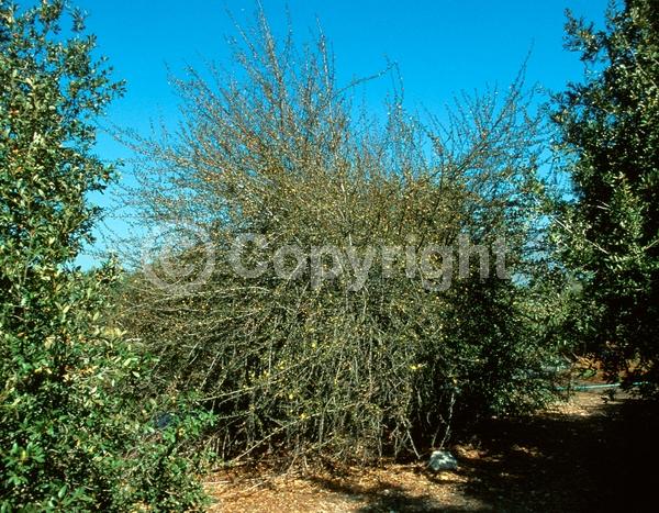 Yellow blooms; Evergreen; North American Native