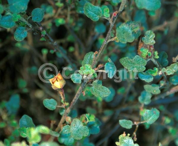 Yellow blooms; Evergreen; North American Native