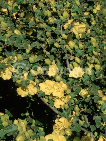 Yellow blooms; Evergreen; North American Native