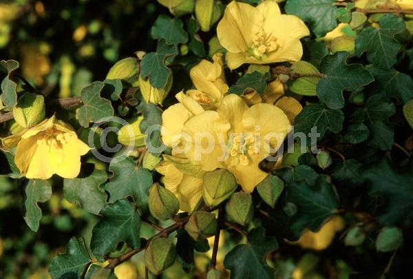 Yellow blooms; Evergreen; North American Native