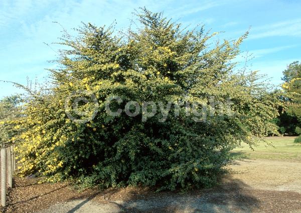Yellow blooms; Evergreen; North American Native