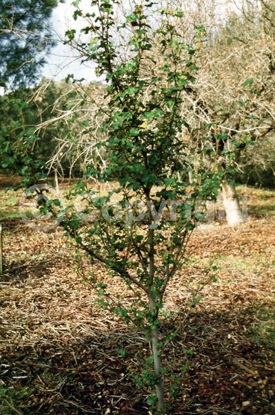 Yellow blooms; Evergreen; North American Native