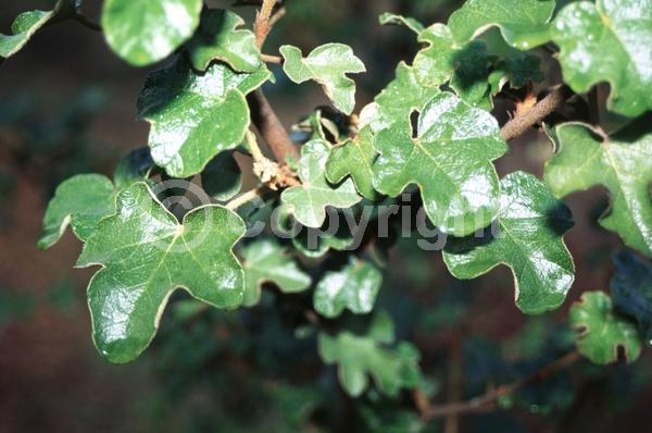 Yellow blooms; Evergreen; North American Native