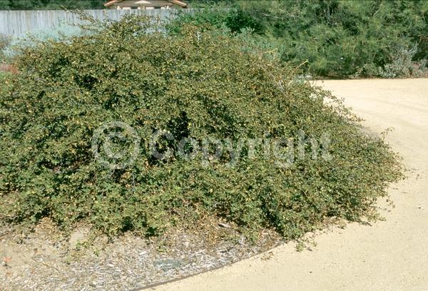 Yellow blooms; Evergreen; North American Native