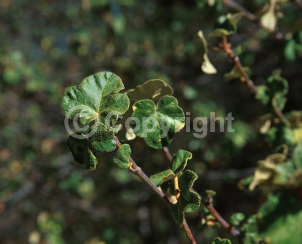 Yellow blooms; Evergreen; North American Native