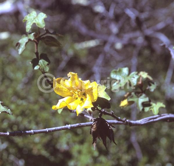 Yellow blooms; Evergreen; North American Native