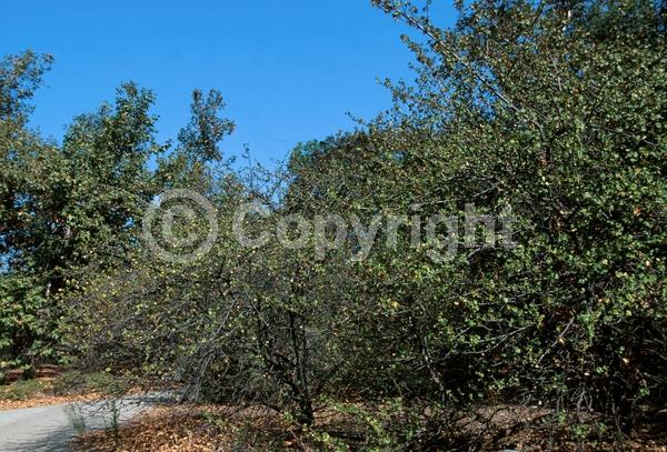 Yellow blooms; Evergreen; North American Native