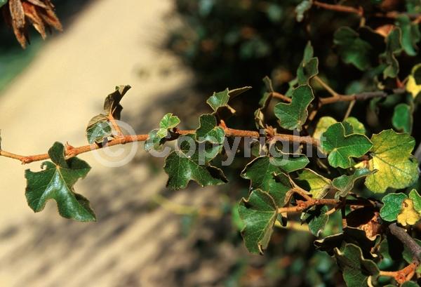 Yellow blooms; Evergreen; North American Native