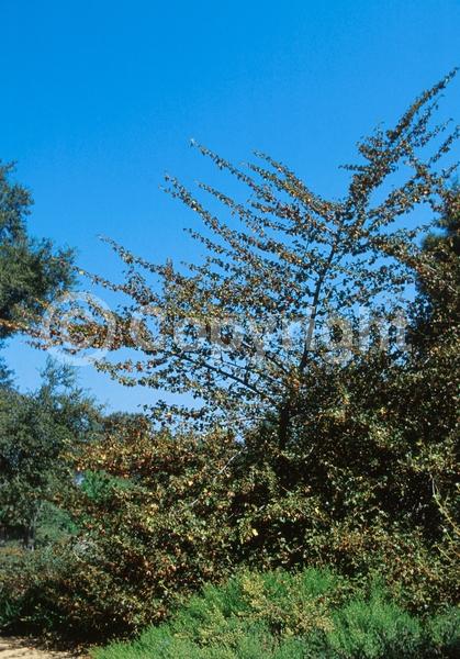 Yellow blooms; Evergreen; North American Native