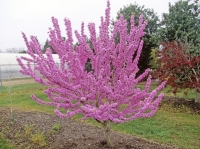 Cercis canadensis