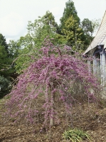 Cercis canadensis var. texensis 'Traveller'