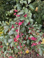 Euonymus europaeus