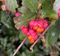 Euonymus europaeus