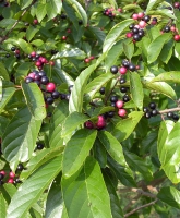 Frangula carolinianus