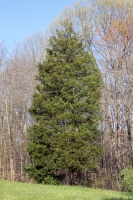 Juniperus virginiana
