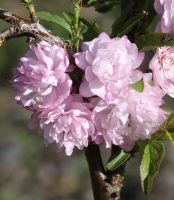 Prunus serrulata