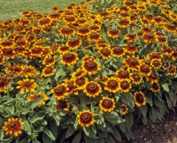 Rudbeckia hirta 'Cordoba'