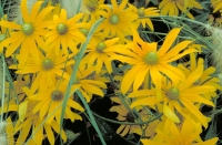 Rudbeckia hirta 'Irish Eyes'