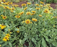 Rudbeckia hirta 'Quilled Petals Mix'