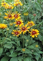 Rudbeckia hirta 'Quilled Petals Mix'