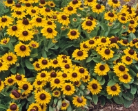 Rudbeckia hirta 'Spotlight'