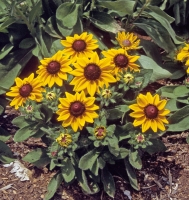 Rudbeckia hirta 'Summer Light'