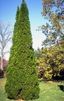 Thuja occidentalis 'Smaragd' (Emerald&trade;)