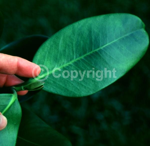 Unknown blooms; Evergreen
