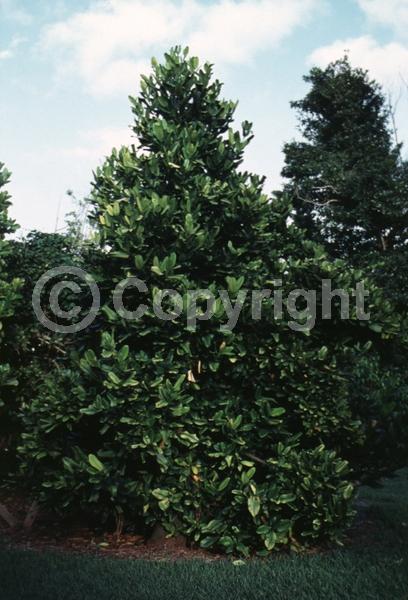 Unknown blooms; Evergreen