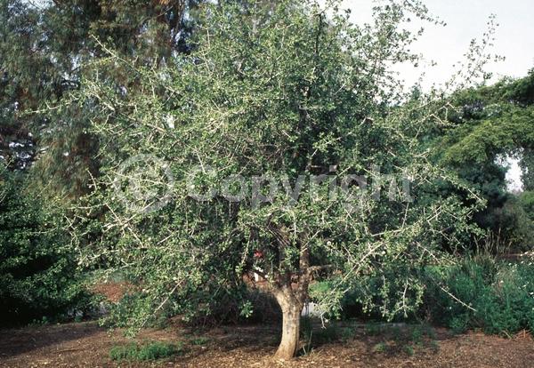 White blooms; Evergreen