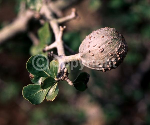 White blooms; Evergreen