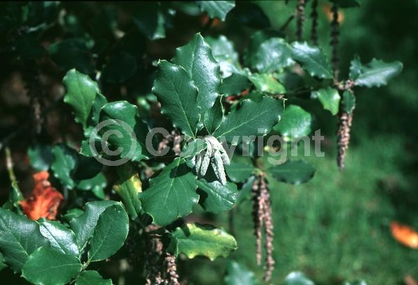 Green blooms; Evergreen; North American Native