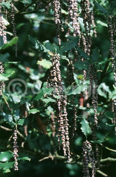 Green blooms; Evergreen; North American Native