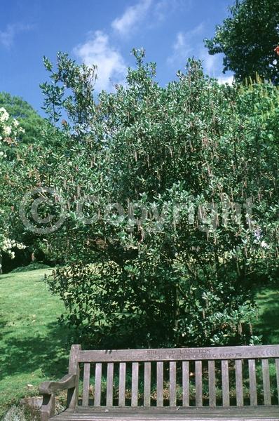 Green blooms; Evergreen; North American Native