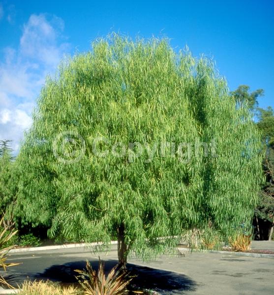 White blooms; Evergreen; Broadleaf