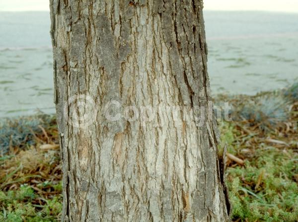 White blooms; Evergreen; Broadleaf