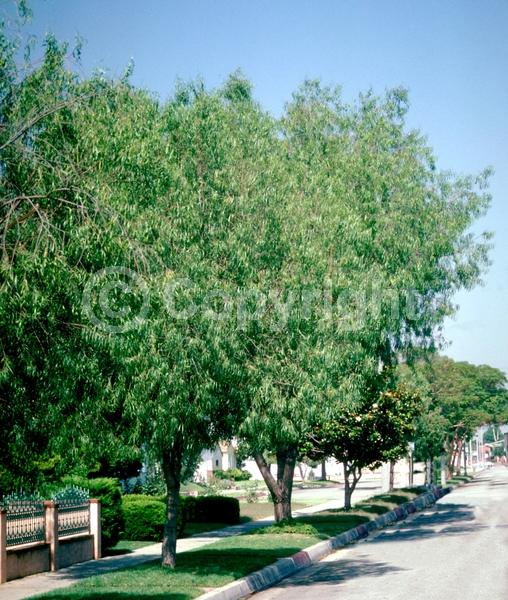 White blooms; Evergreen; Broadleaf