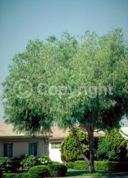 White blooms; Evergreen; Broadleaf