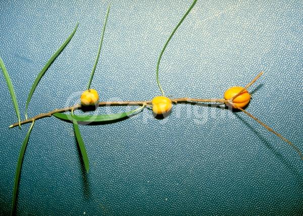 White blooms; Evergreen; Broadleaf