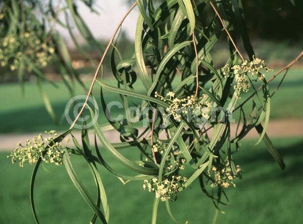 White blooms; Evergreen; Broadleaf