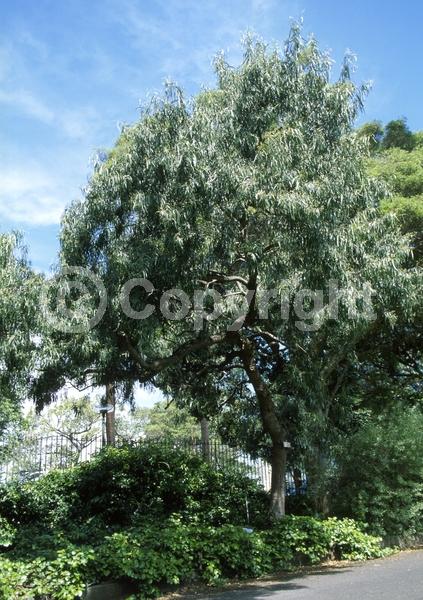 White blooms; Evergreen; Broadleaf