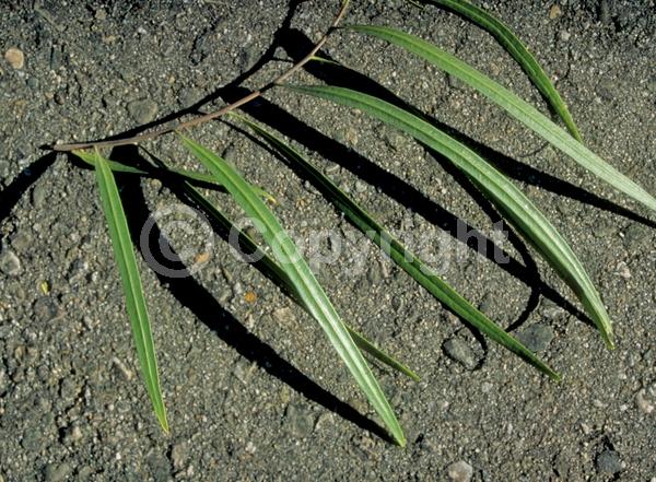 White blooms; Evergreen; Broadleaf