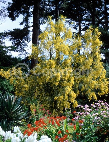 Yellow blooms; Deciduous